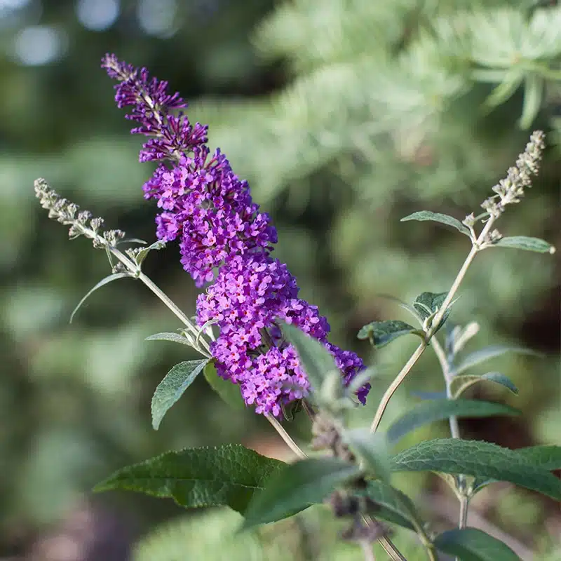 syrenbuddleja Psychedelic Sky