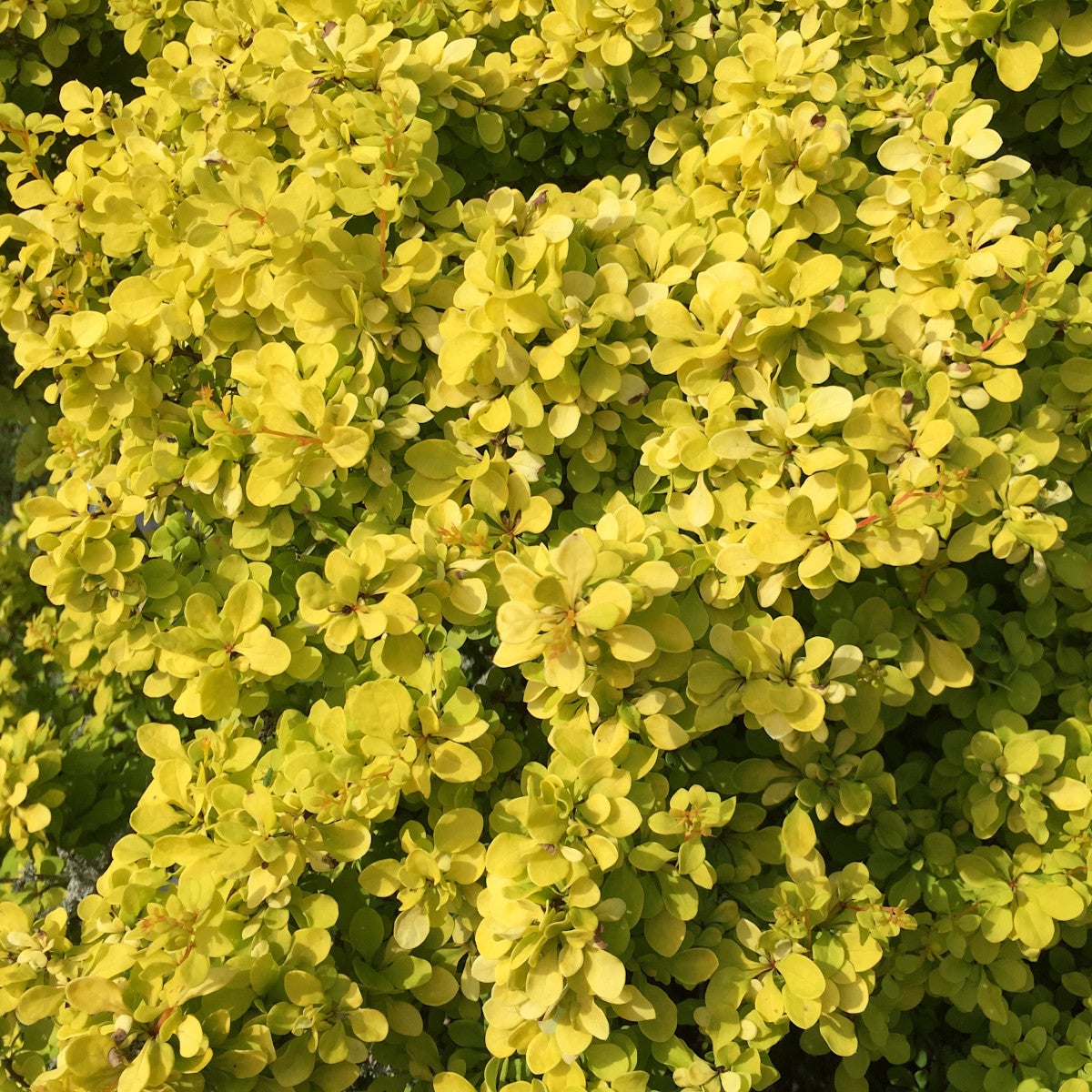 häckberberis Bonanza Gold