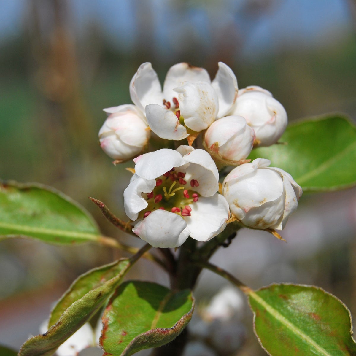 päron Esperens Herre