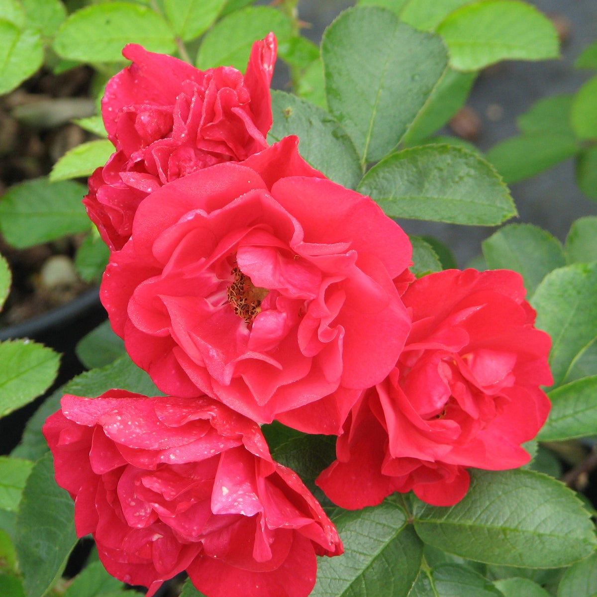 rugosa-ros Hansaland