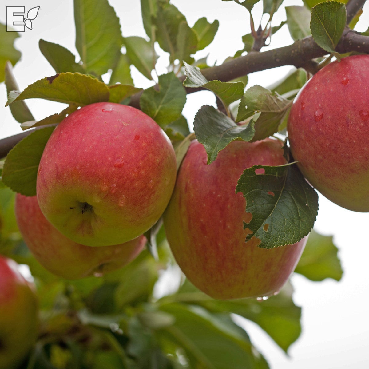 äpple 'James Grieve' E