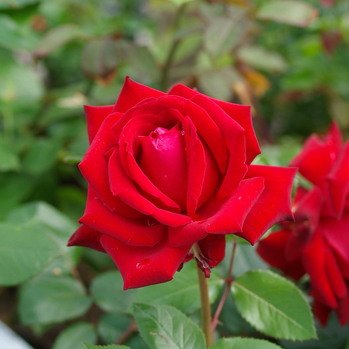 tehybridros Ingrid Bergman® ('Poulman')