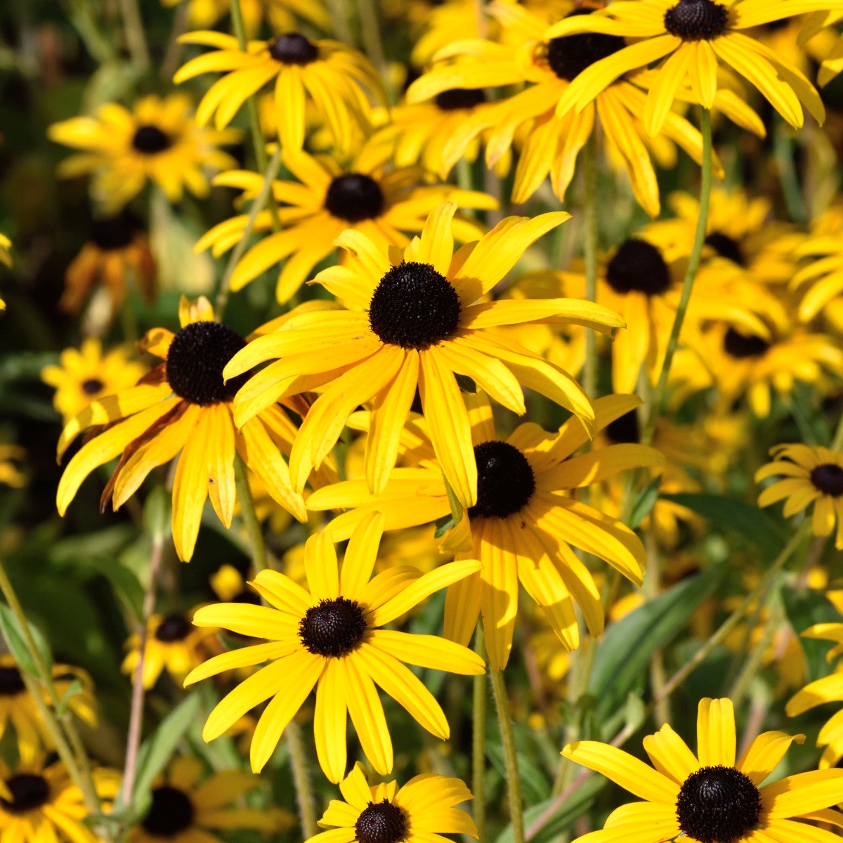 stjärnrudbeckia