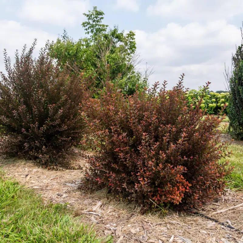 smällspirea Spicy Devil