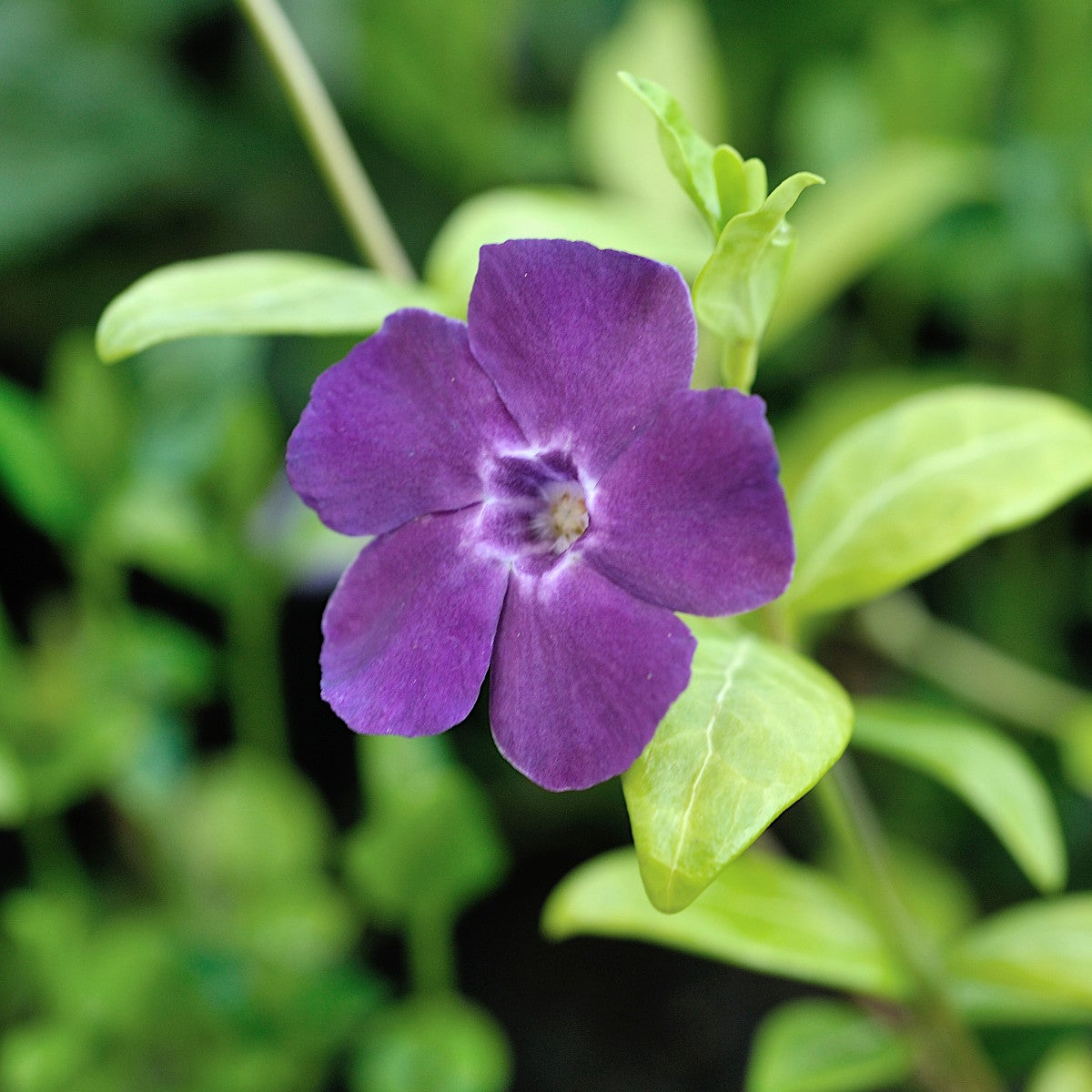 vintergröna 'Atropurpurea'