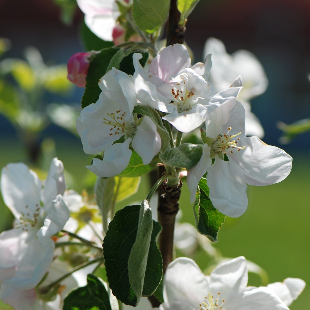 äpple Transparente Blanche