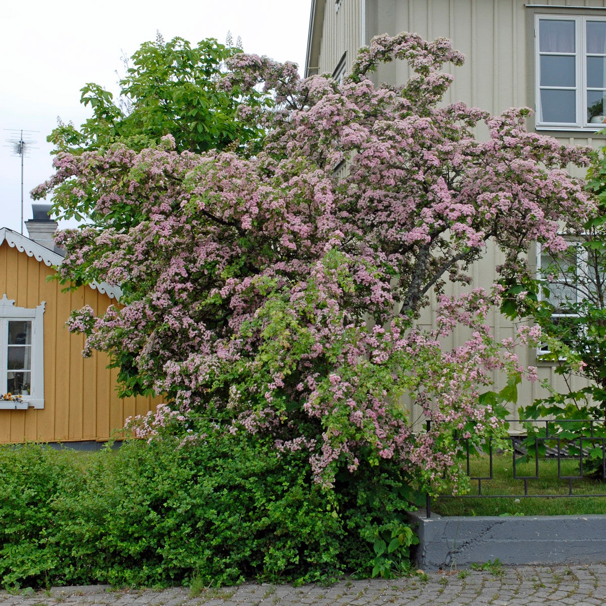pärlhagtorn 'Toba'