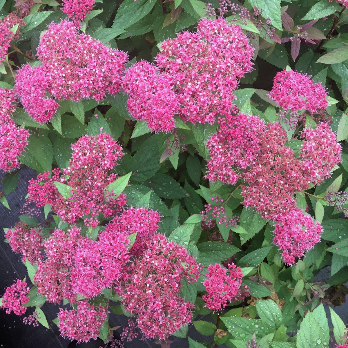 praktspirea Double Play® Red