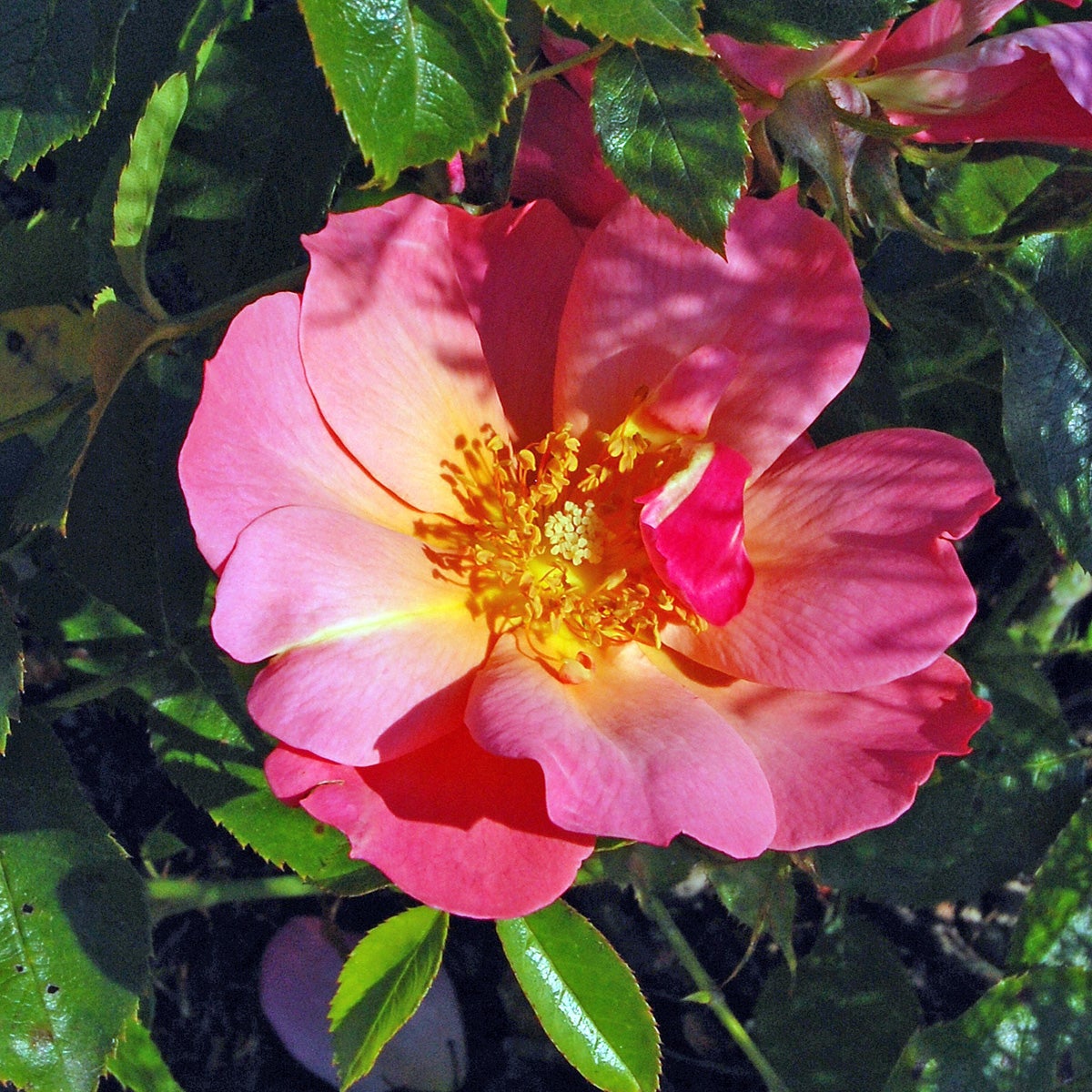 modern buskros All the Rage