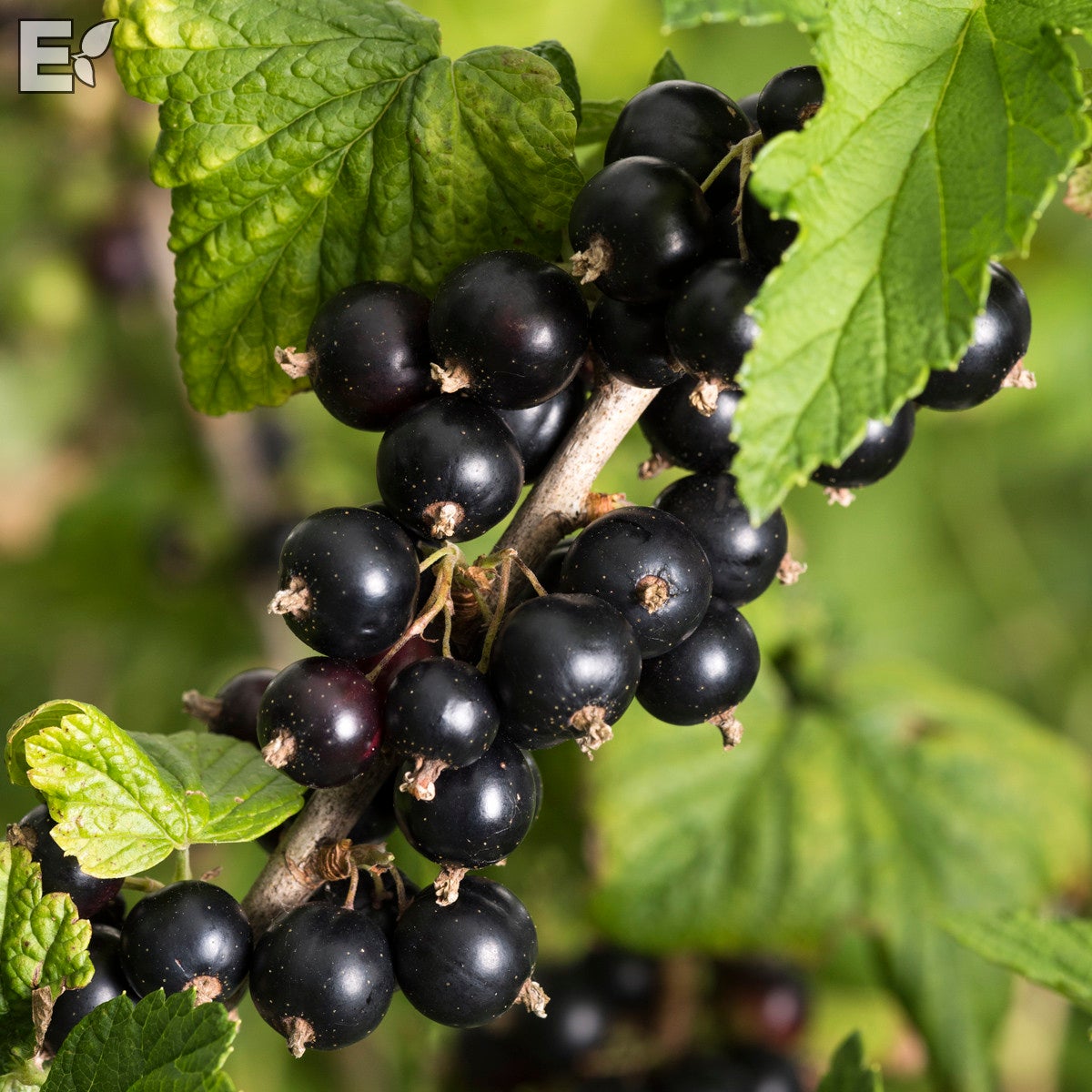 svarta vinbär Balsgård Petter® E