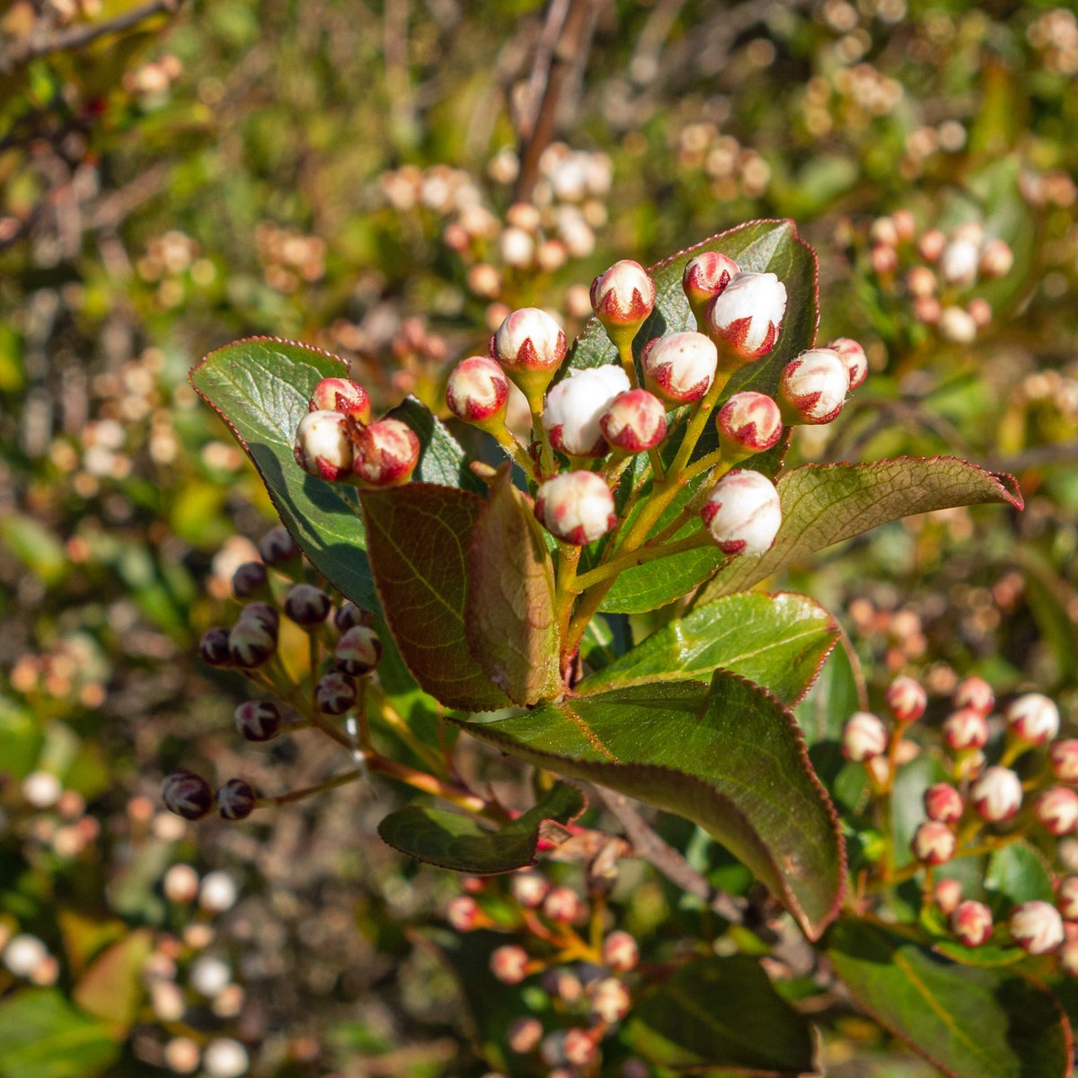 svartaronia 'Autumn Magic'