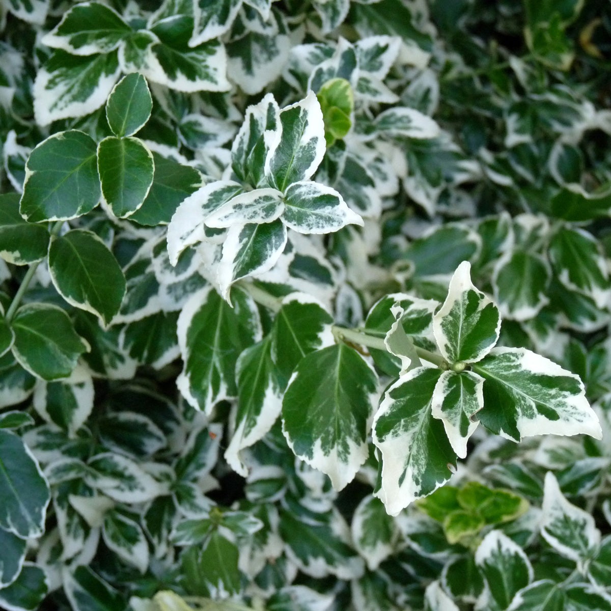 klätterbenved 'Emerald Gaiety'
