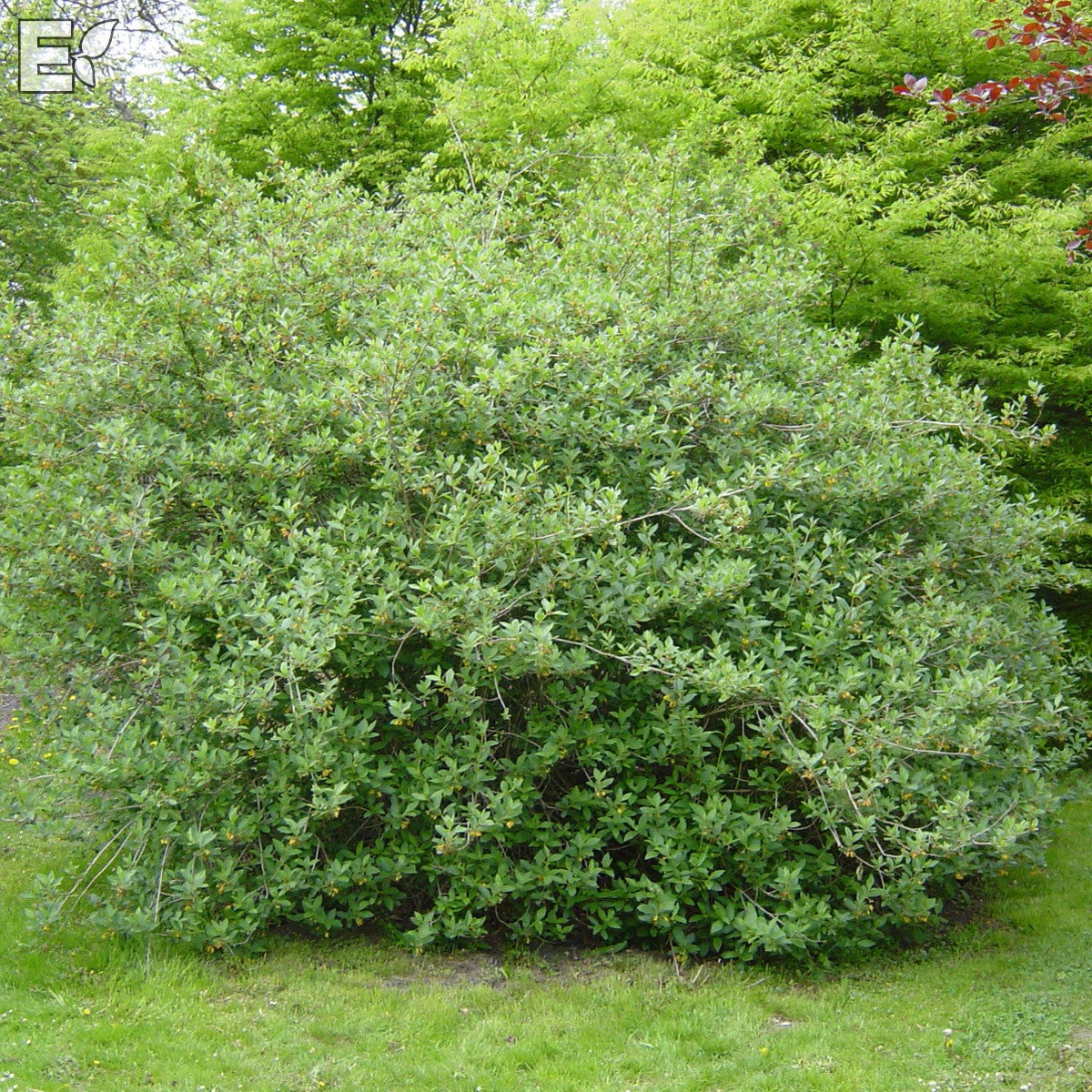 skärmtry 'Lycksele' E