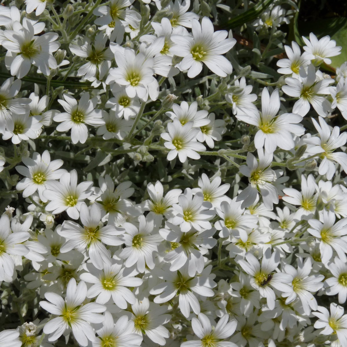 silverarv 'Silberteppich'