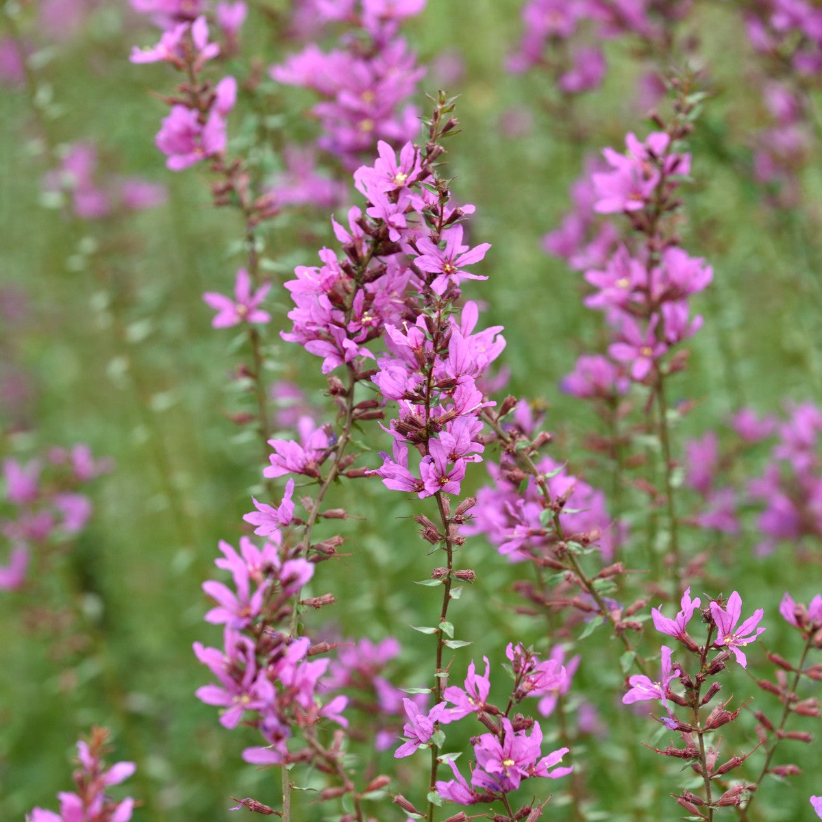 smalt fackelblomster