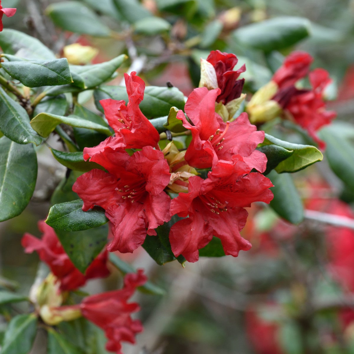 forrestii-rododendron 'Baden-Baden'