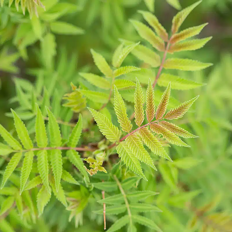 rönnspirea Matcha Ball ('Levgreen')