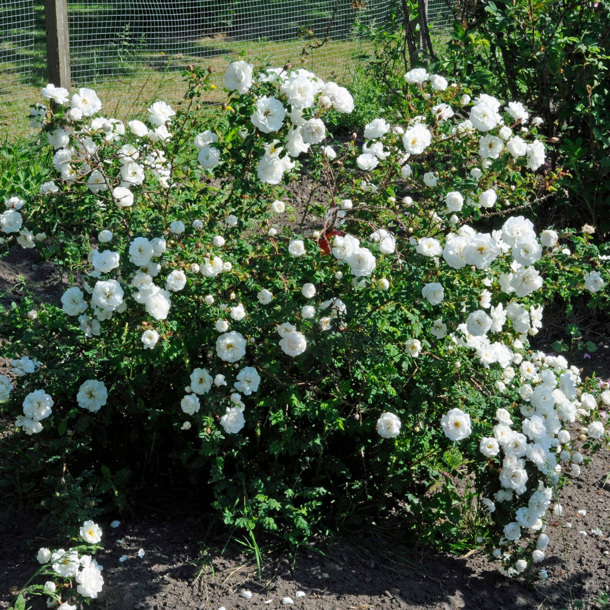 spinosissima-ros 'Dala-Floda'