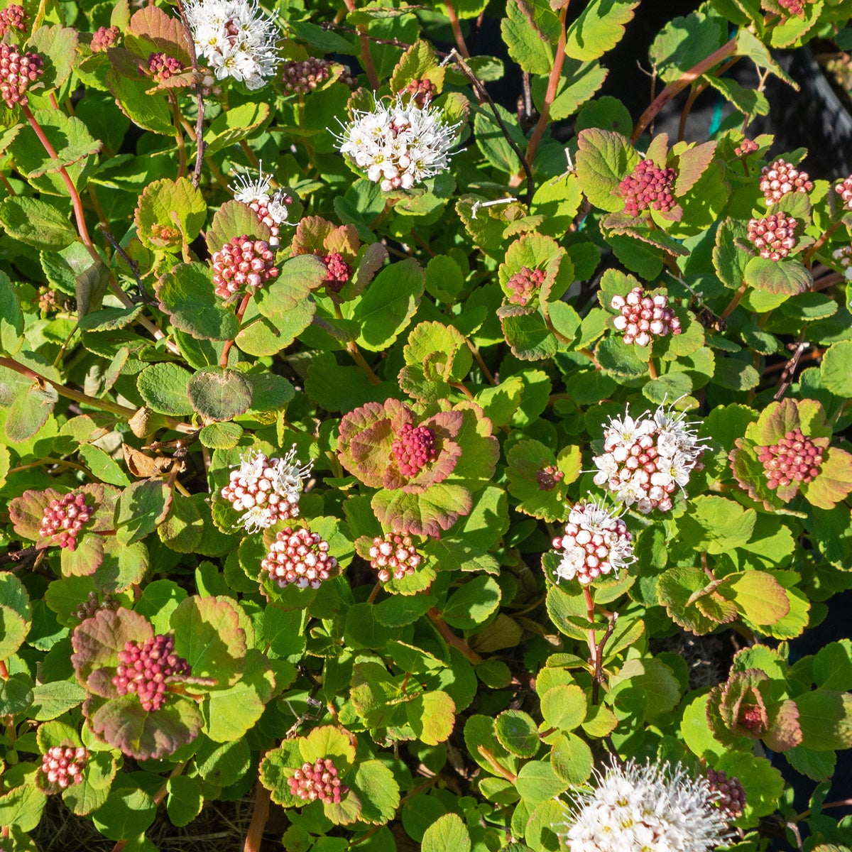 liten björkspirea 'Lumikki'