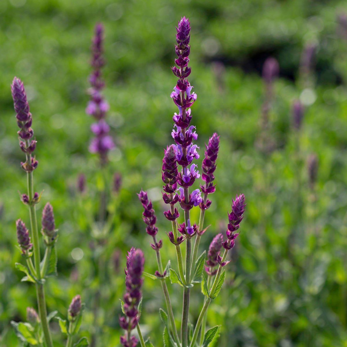 stäppsalvia 'Amethyst'