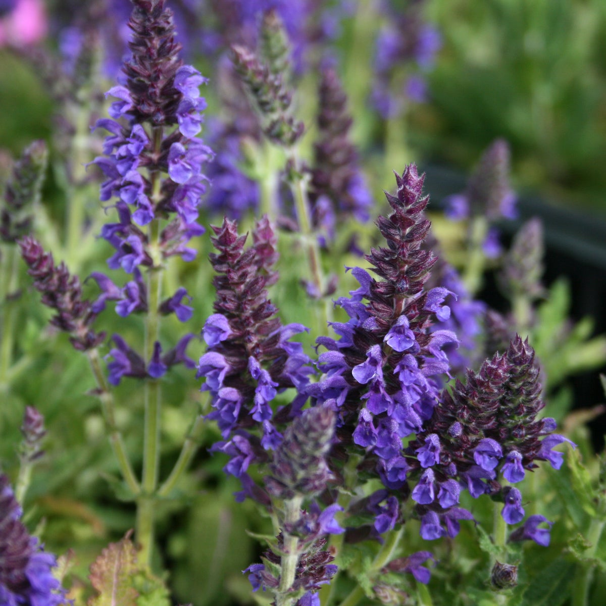 stäppsalvia Marcus®