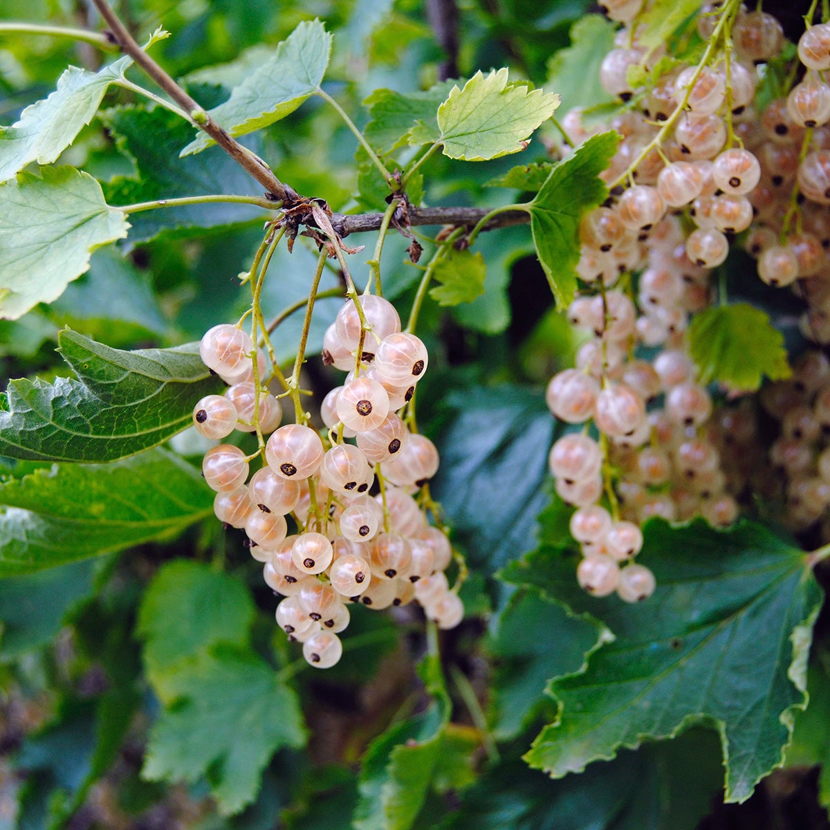 vita vinbär 'Lepaan Valkea'