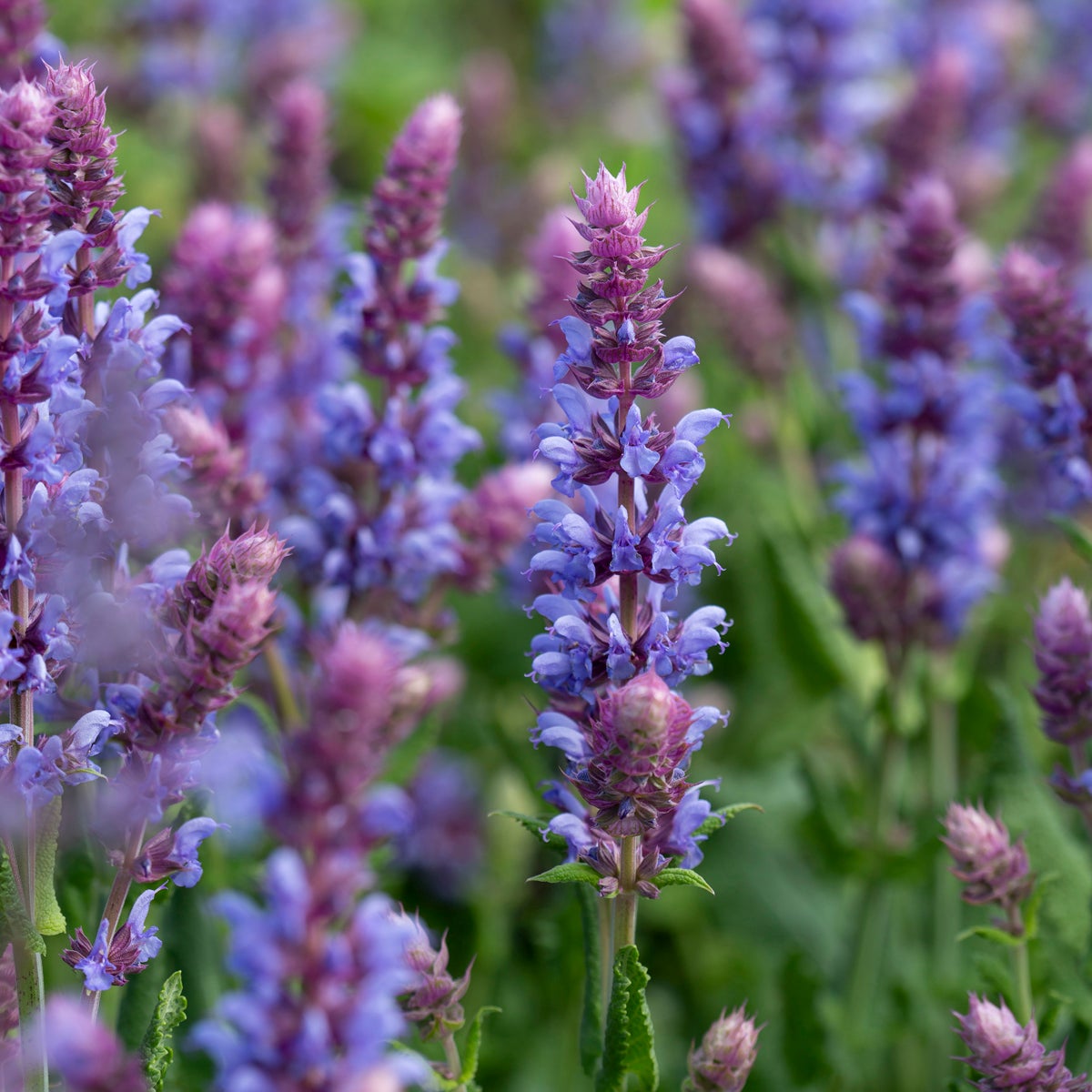 stäppsalvia 'Salute Ice Blue'
