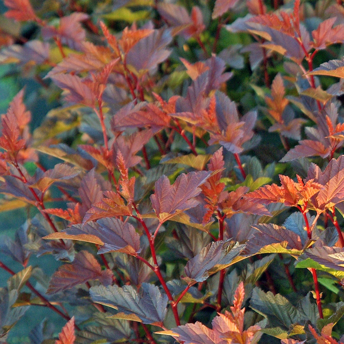 smällspirea Diable d'Or
