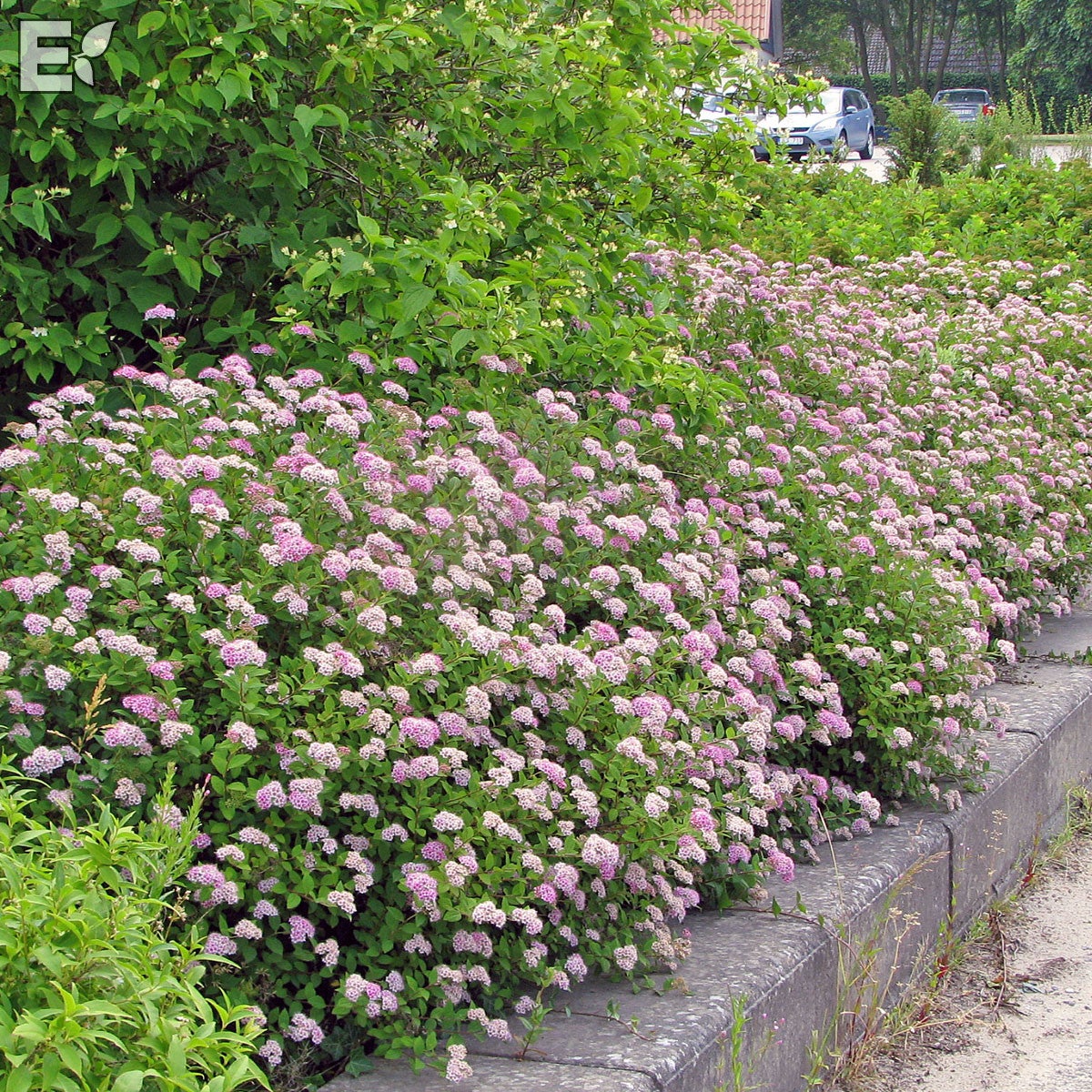 praktspirea 'Little Princess' E