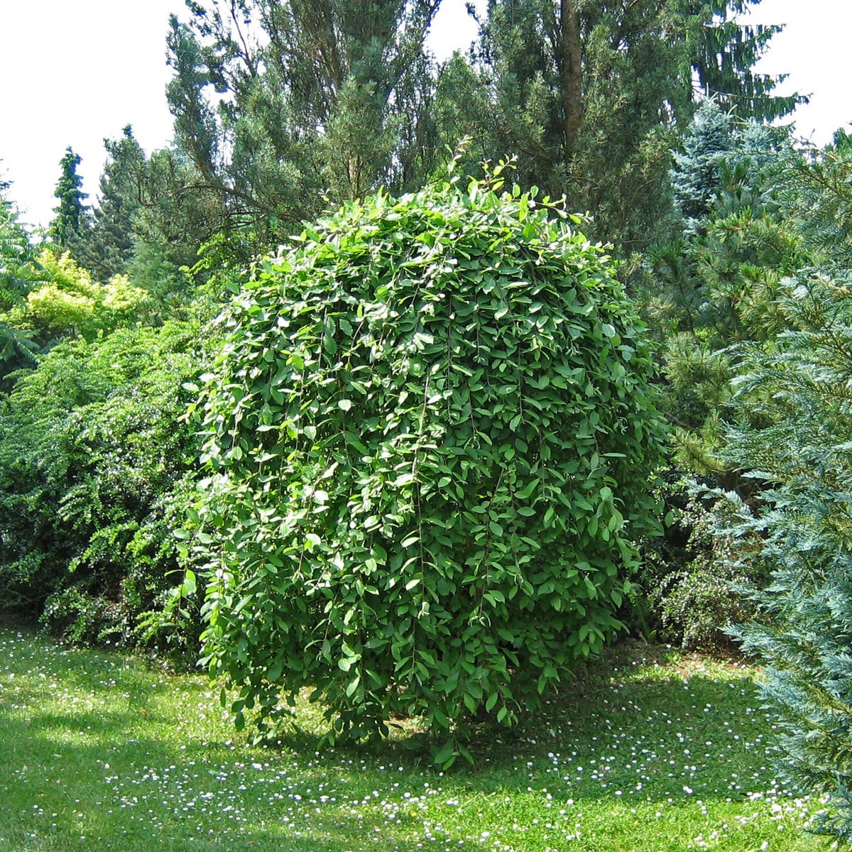 hängsälg 'Kilmarnock'