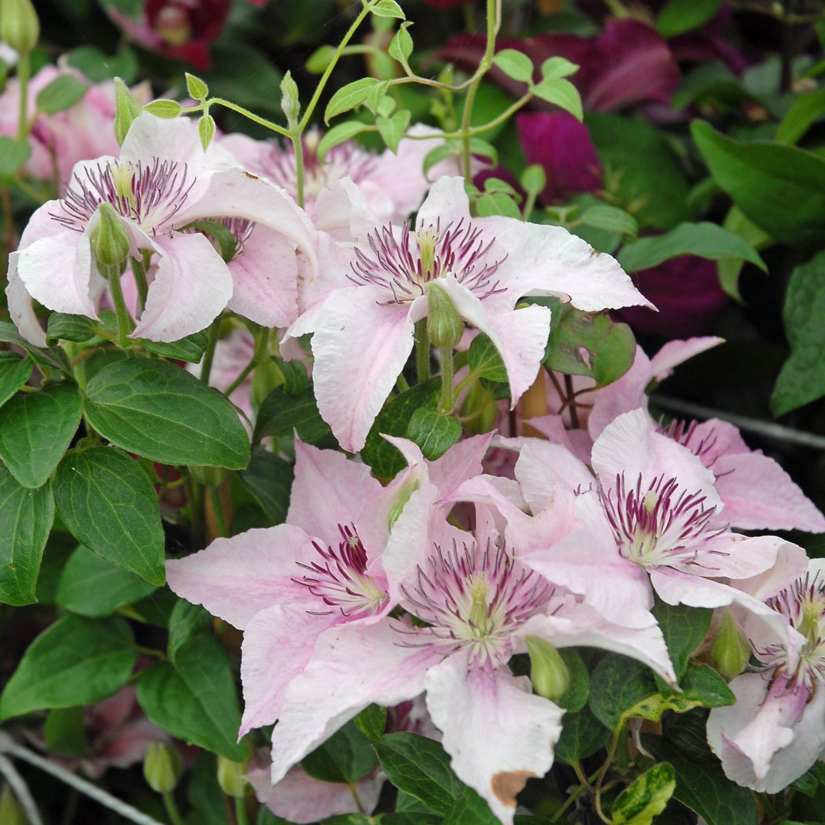 sen storbl klematis 'Pink Fantasy'