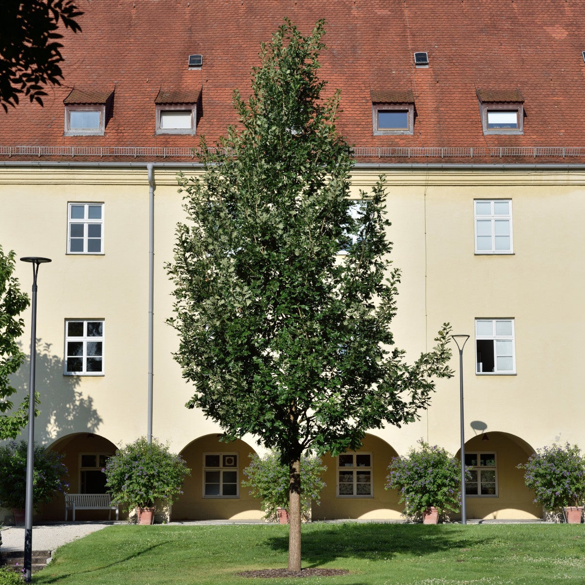 ungersk ek