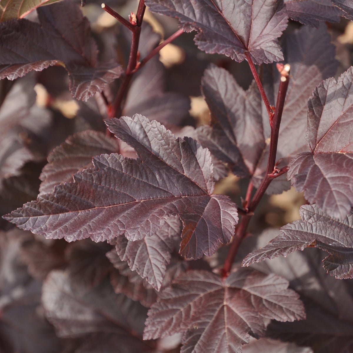 smällspirea Diable d'Or
