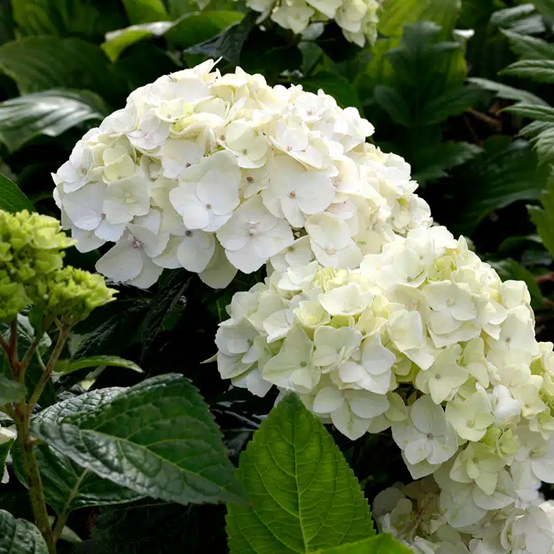 hortensia The Bride