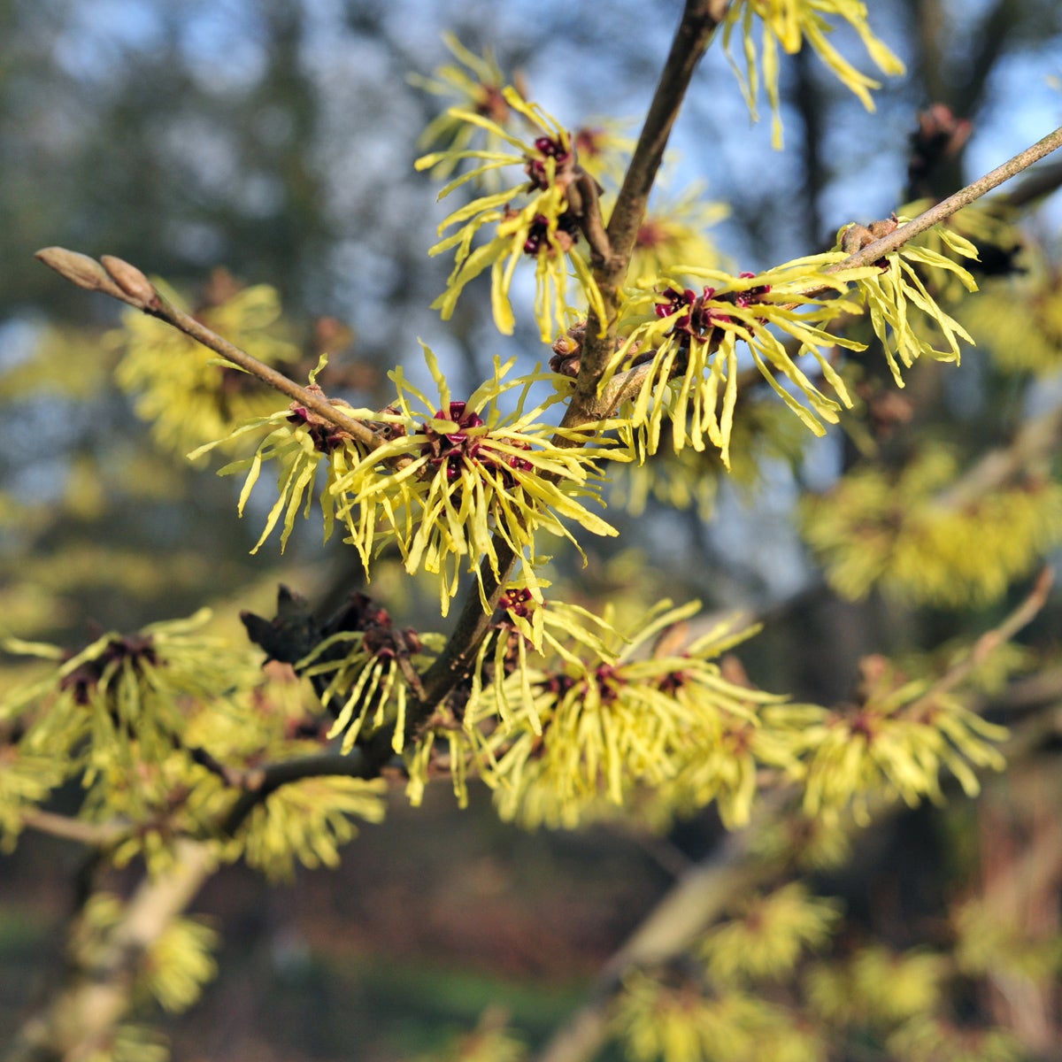 hybridtrollhassel 'Pallida'