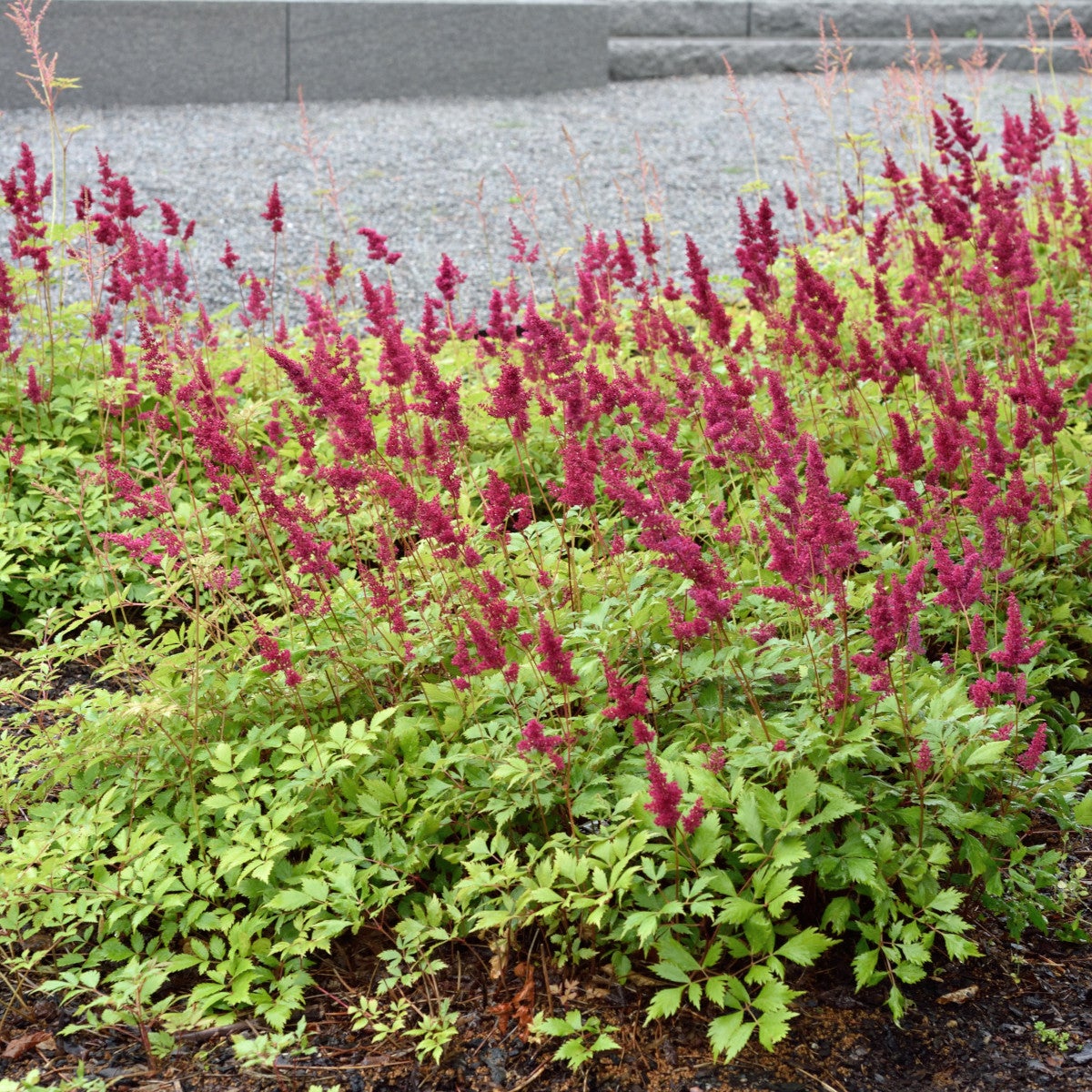 astilbe 'Fanal'