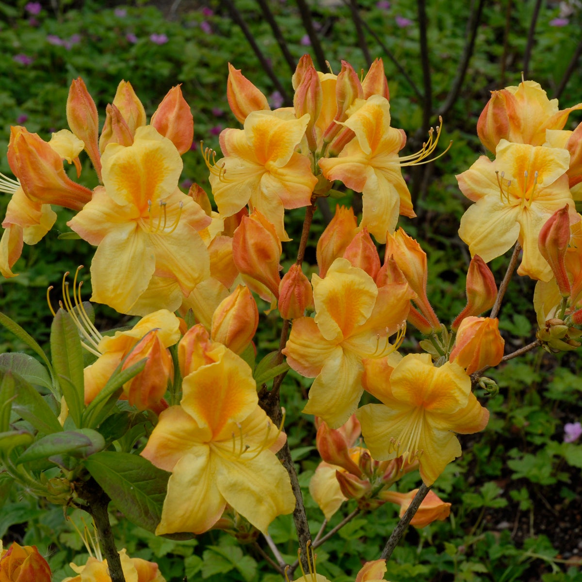 trädgårdsazalea 'Golden Sunset'