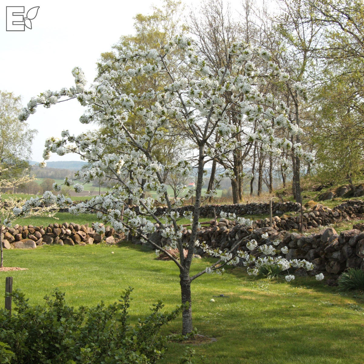 sötkörsbär 'Stella' E