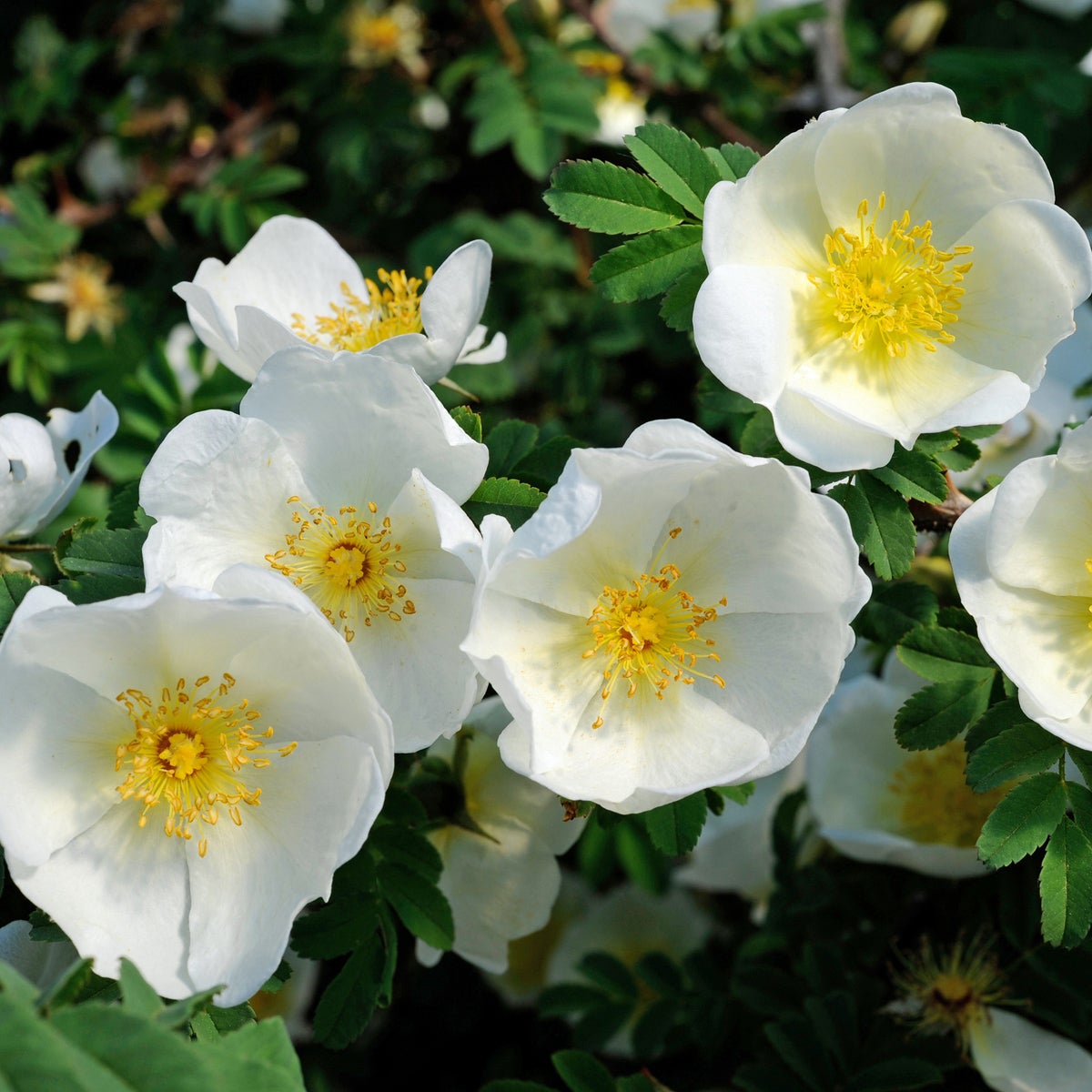 taggtrådsros 'Kärnan'