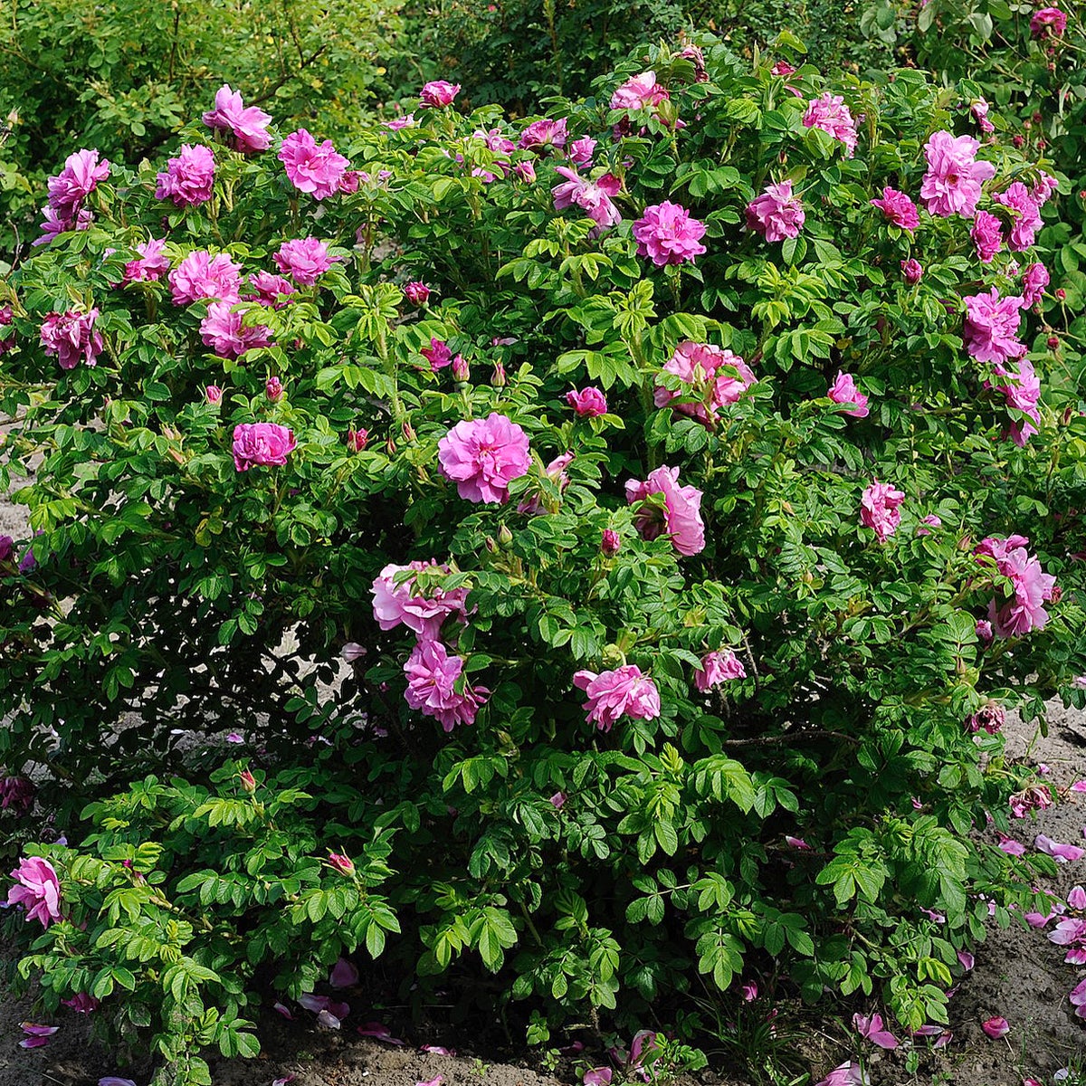 rugosa-ros 'Gryts Bruk'