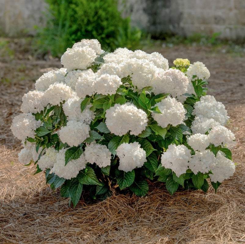 hortensia DreamCloud®