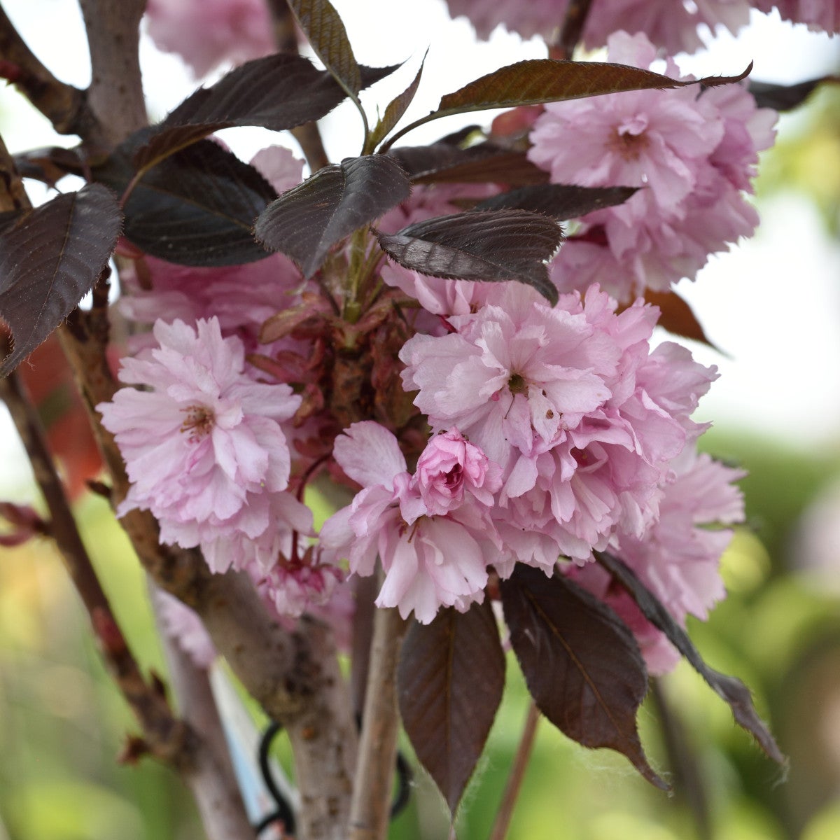 japanskt prydnadskörsbär 'Roy. Burgundy'