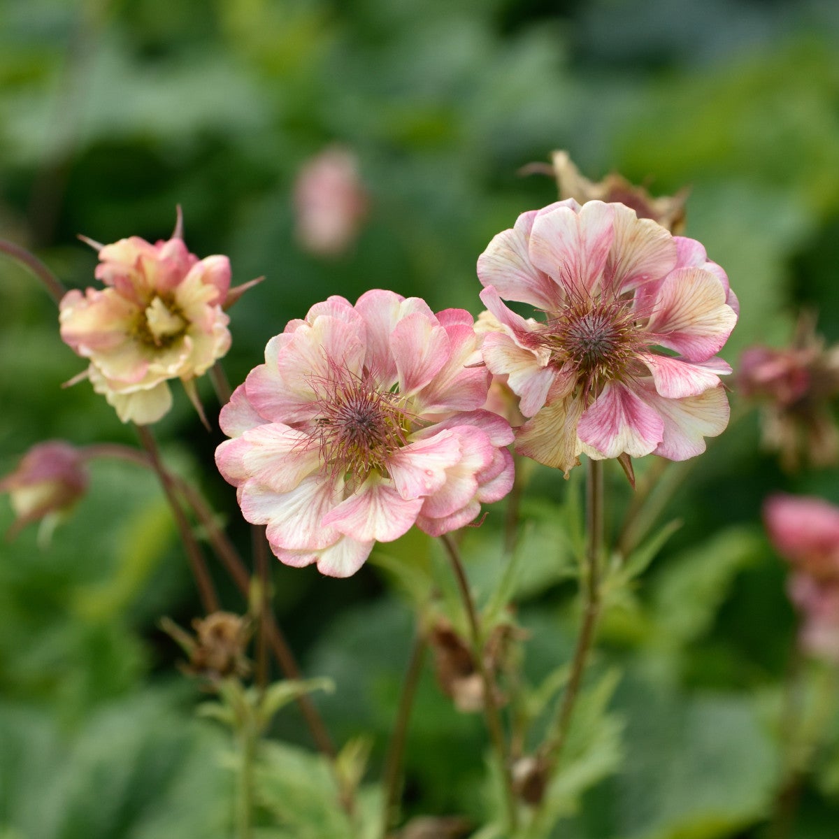 nejlikrot Pretticoats Peach