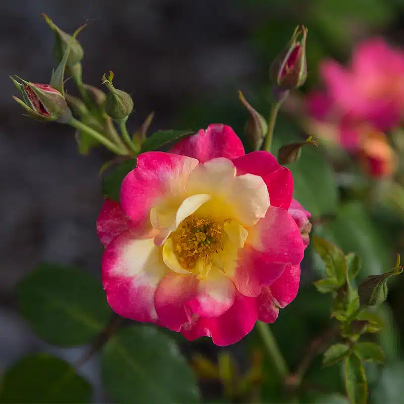 floribundaros Campfire
