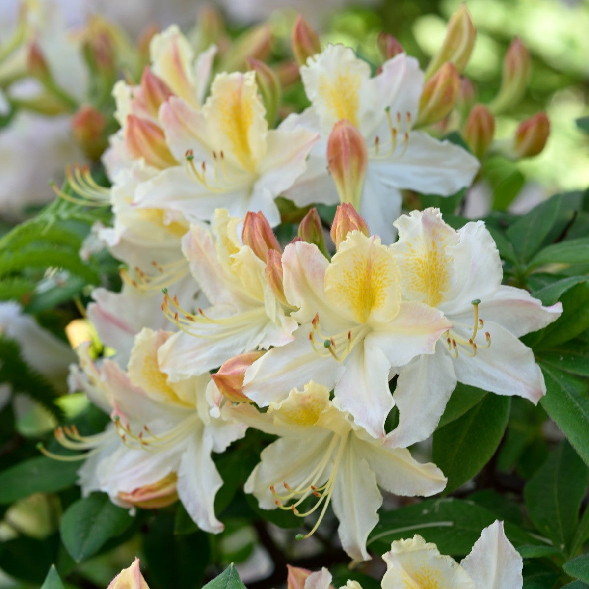 ghentazalea 'Daviesii'