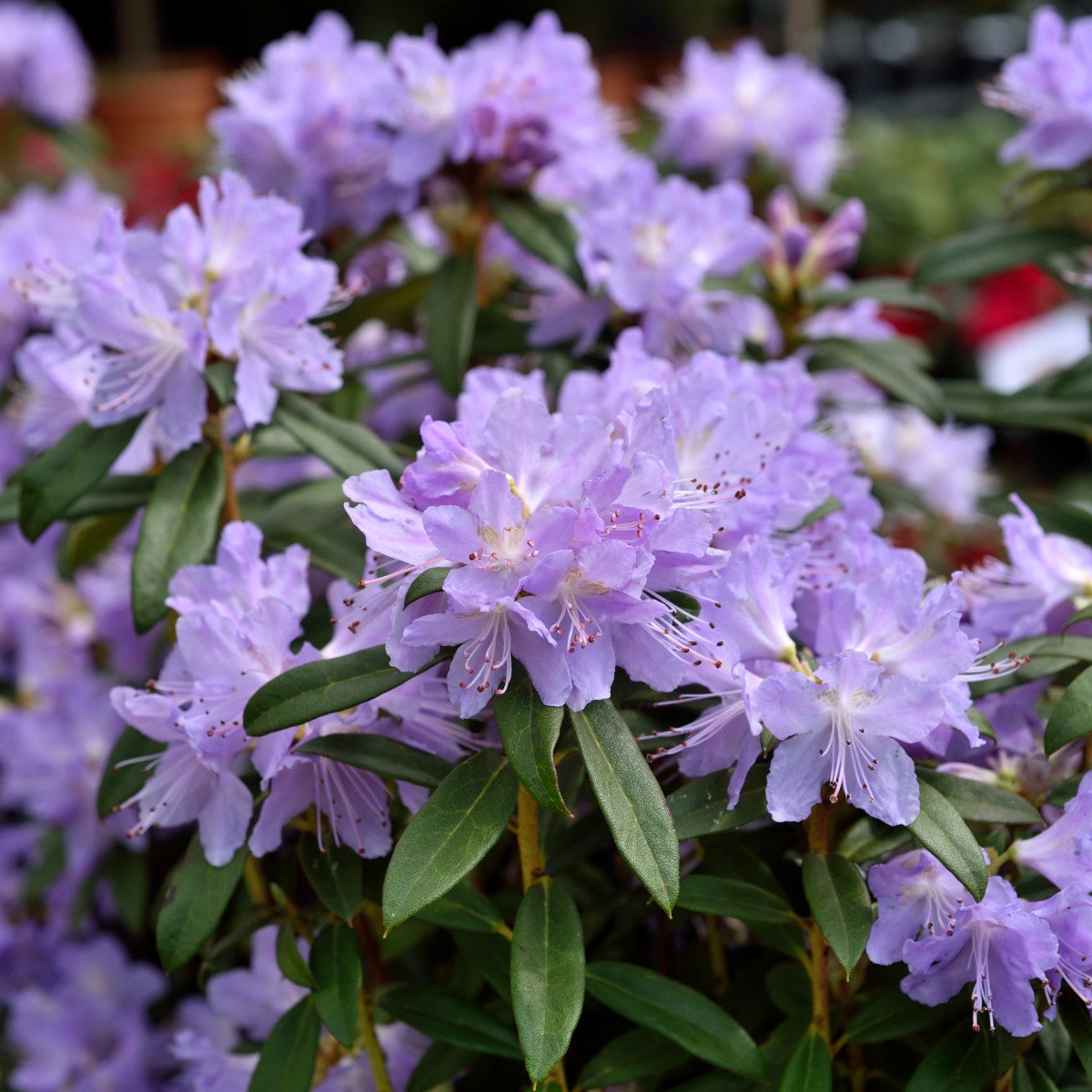 lapponicum-alpros 'Gristede'