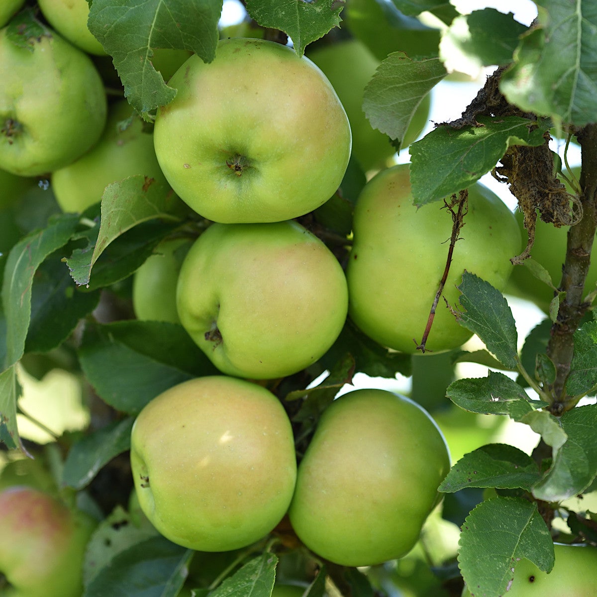 pelaräpple 'Greencats'