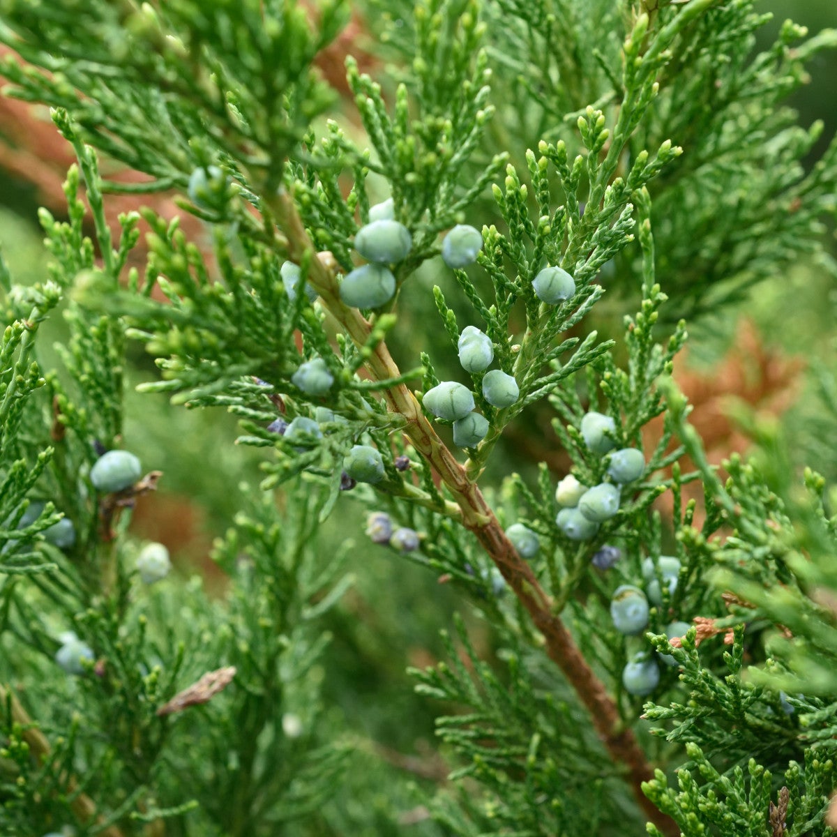 trädgårds-en 'Mint Julep'