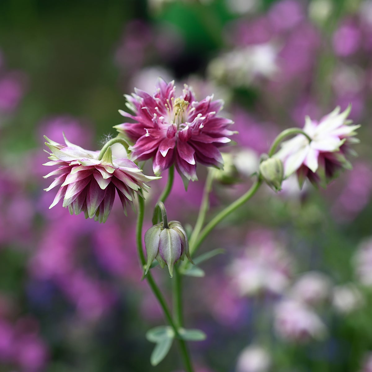 akleja 'Nora Barlow'