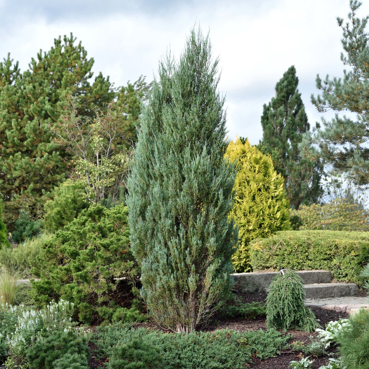 röd-en 'Blue Arrow'